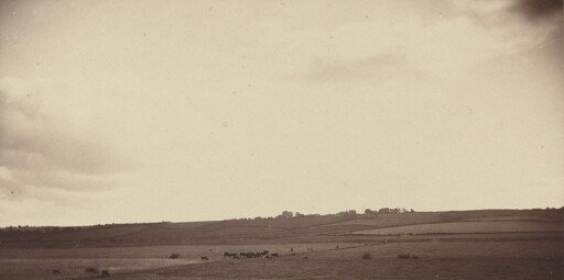 View of Fields with Cows
