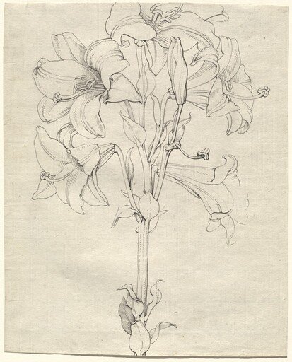 A Stalk of Lilies with Six Blooms