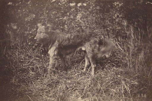 Study of a Dog