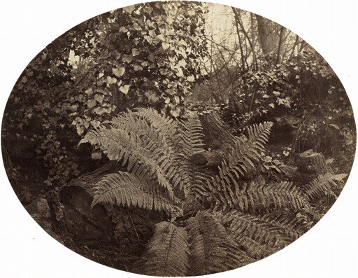 Winter Fronds of the Prickly Fern