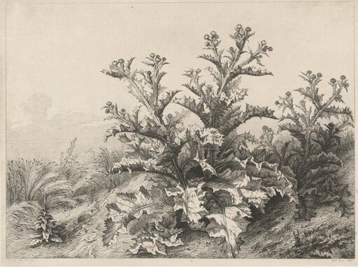 The Great Thistle (Le Grand Chardon)
