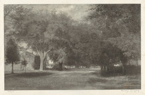 New England Elms