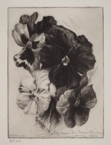 A Bunch of Pansies
