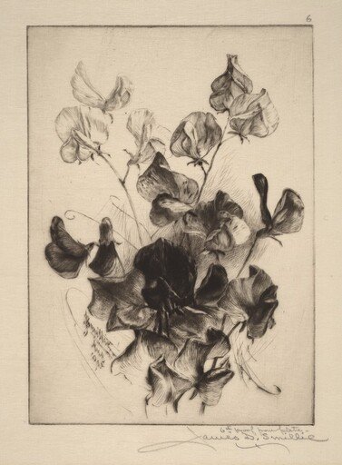 Sweet Peas