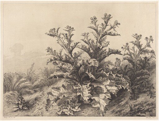 Large Thistle