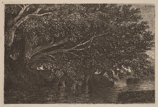 Trees Overhanging a Pond