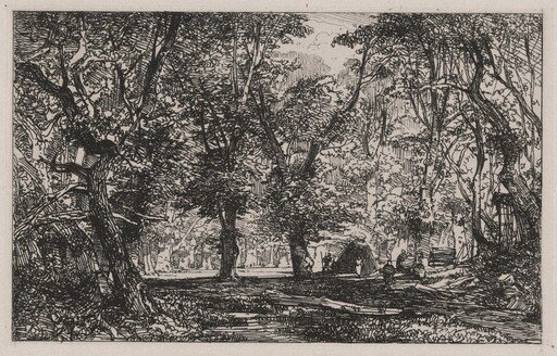 View from a Forest Stream Into a Clearing
