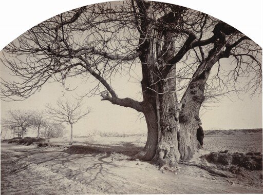 Grand Châtaignier au Bord d'un Chemin (Large Chestnut Tree on the Side of a Road)