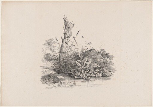 Withered Tree by a Pond