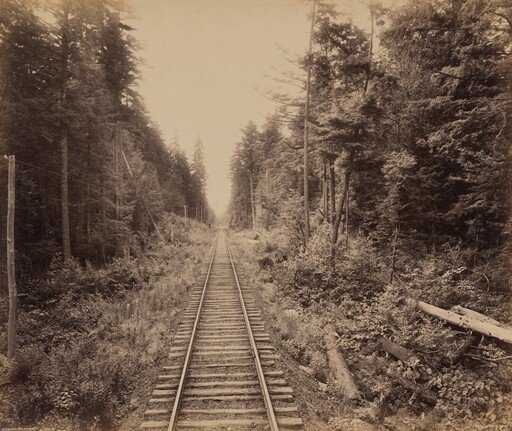 Hemlock Forest