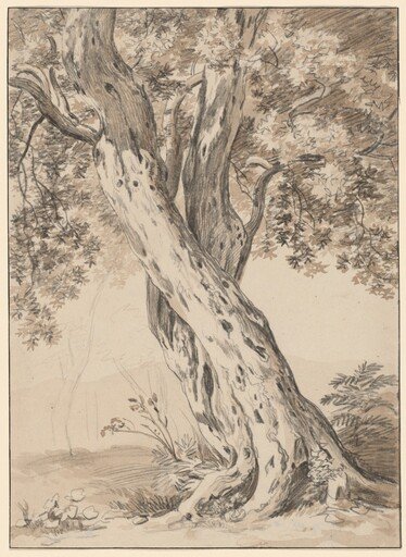 Two Intertwined Oak Trees