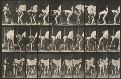 Plate Number 508. Shoeing a horse