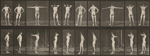 Plate Number 529. Various poses