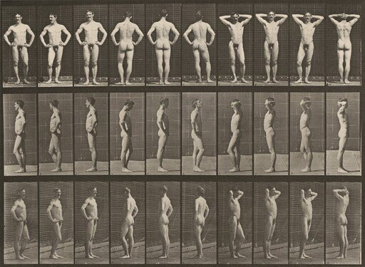 Plate Number 530. Various poses