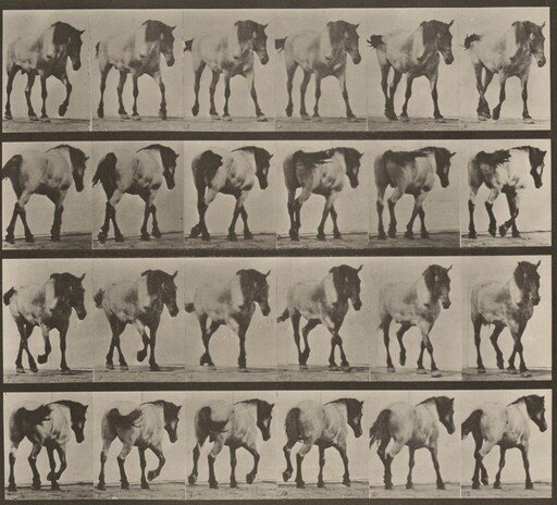 Plate Number 575. "Hansel" walking, free