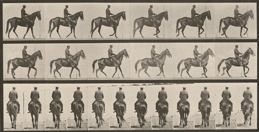 Plate Number 584. "Beauty" walking, saddled, irregular