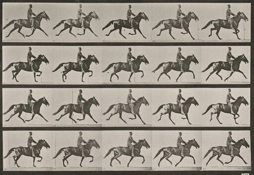 Plate Number 591. "Pronto" pacing, saddled