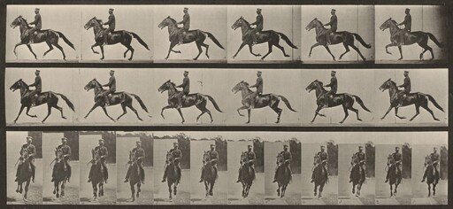 Plate Number 593. "Pronto" pacing, saddled
