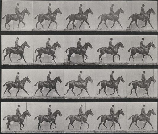 Plate Number 598. "Daisy" trotting, saddled