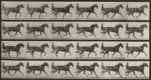 Plate Number 608. "Flode Holden" trotting, harnessed to sulky