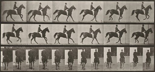 Plate Number 619. "Middleton" cantering, saddled