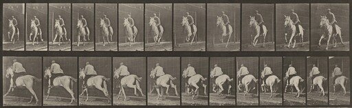 Plate Number 630. "Pandora" galloping, saddled