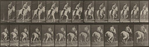 Plate Number 635. "Pandora" galloping, saddled