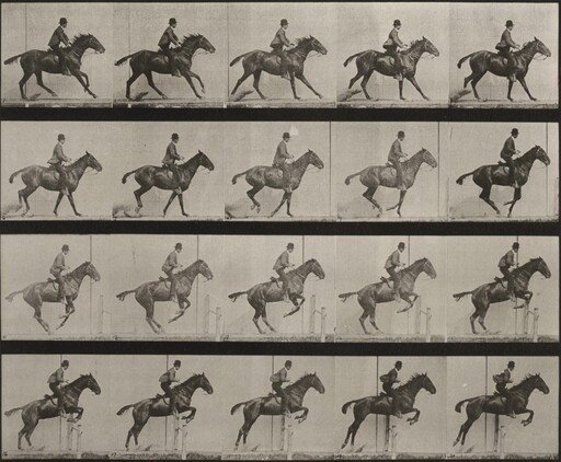 Plate Number 636. "Daisy" jumping a hurdle, saddled, preparing for the leap