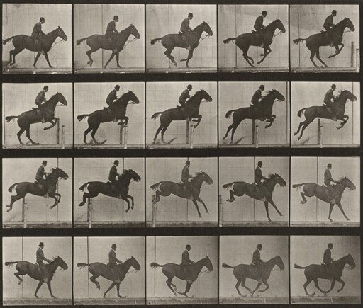 Plate Number 639. "Daisy" jumping a hurdle, saddled