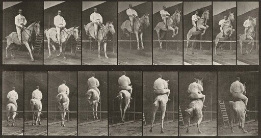 Plate Number 645. "Pandora" jumping a hurdle, saddled, clearing and landing