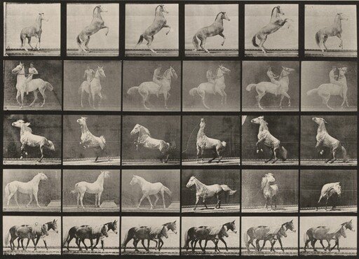 Plate Number 652. Horses rearing, etc.