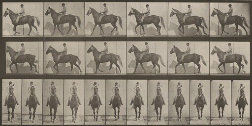Plate Number 654. "Buckskin" walking, lame right front foot