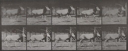 Plate Number 680. Oryx galloping