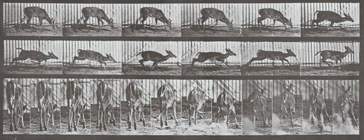 Plate Number 681. Virginia deer, buck, walking, startled to a gallop