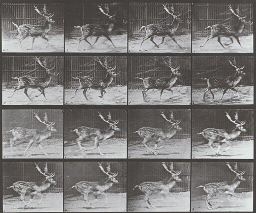 Plate Number 682. Fallow deer, buck. A: Trotting. B: Galloping
