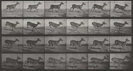 Plate Number 683. Virginia deer, buck, galloping