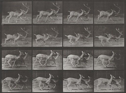 Plate Number 684. Fallow deer. A: Buck and doe trotting. B: Two does trotting