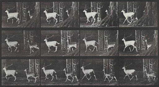 Plate Number 685. Fallow deer, buck and doe, trotting