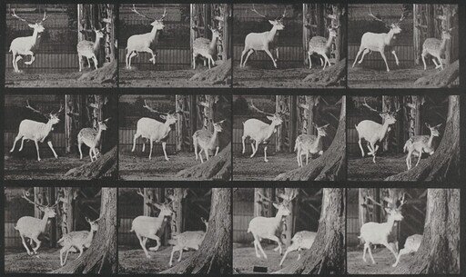 Plate Number 686. Fallow deer, buck and doe, galloping
