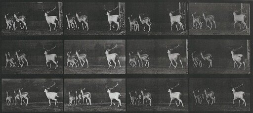Plate Number 687. Fallow deer, buck and group of does, galloping