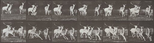 Plate Number 688. Fallow deer, buck and group of does, galloping