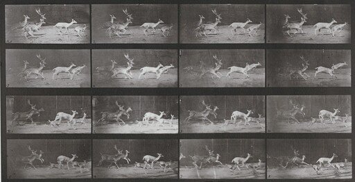 Plate Number 689. Fallow deer, buck and group of does, galloping
