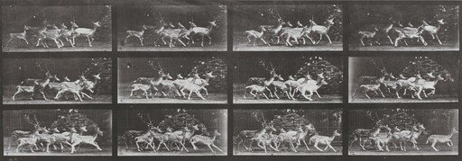 Plate Number 690. Fallow deer, buck and group of does, various movements