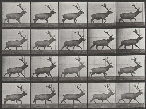 Plate Number 692. Elk trotting