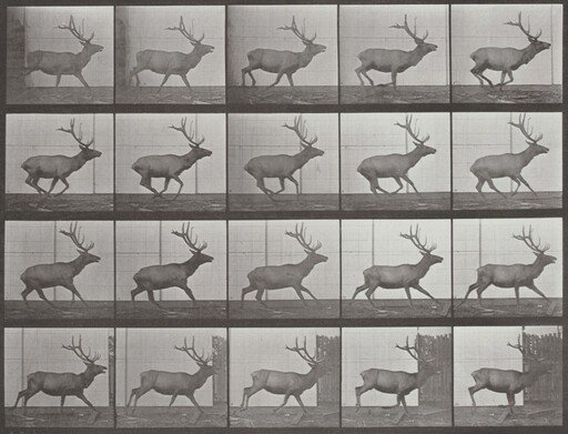Plate Number 693. Elk galloping