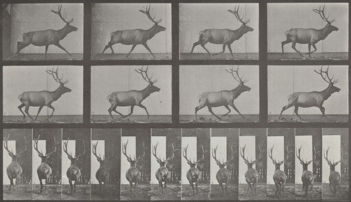 Plate Number 694. Elk galloping, irregular