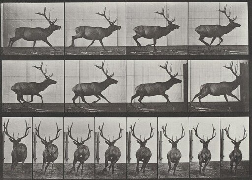 Plate Number 695. Elk galloping