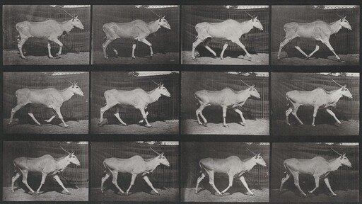 Plate Number 696. Eland trotting
