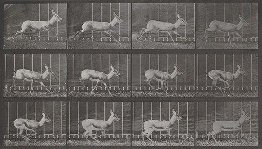 Plate Number 698. Antelope galloping