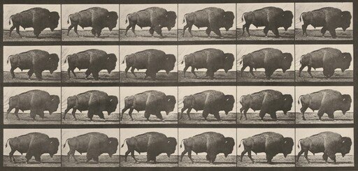 Plate Number 699. Buffalo walking